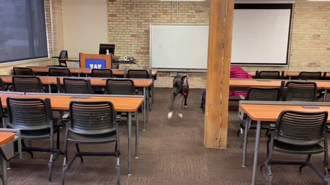 Service Dog: Enthusiastic "Come," Take 3!