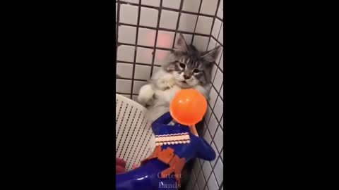 Cat got scared and beat the heck out of soldier toy hilarious video