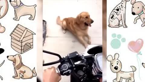 Funny cats and dogs videos 2022