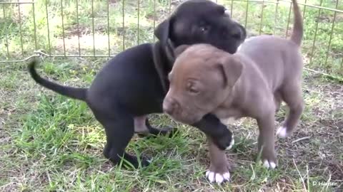 Pit bull and his puppies