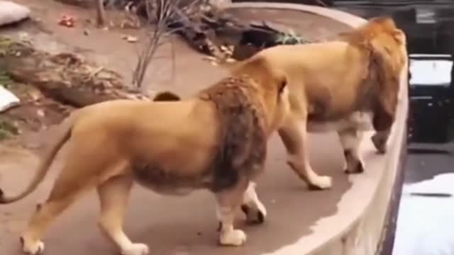 Funny animal daily