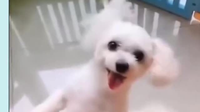 very Cute dog dancing