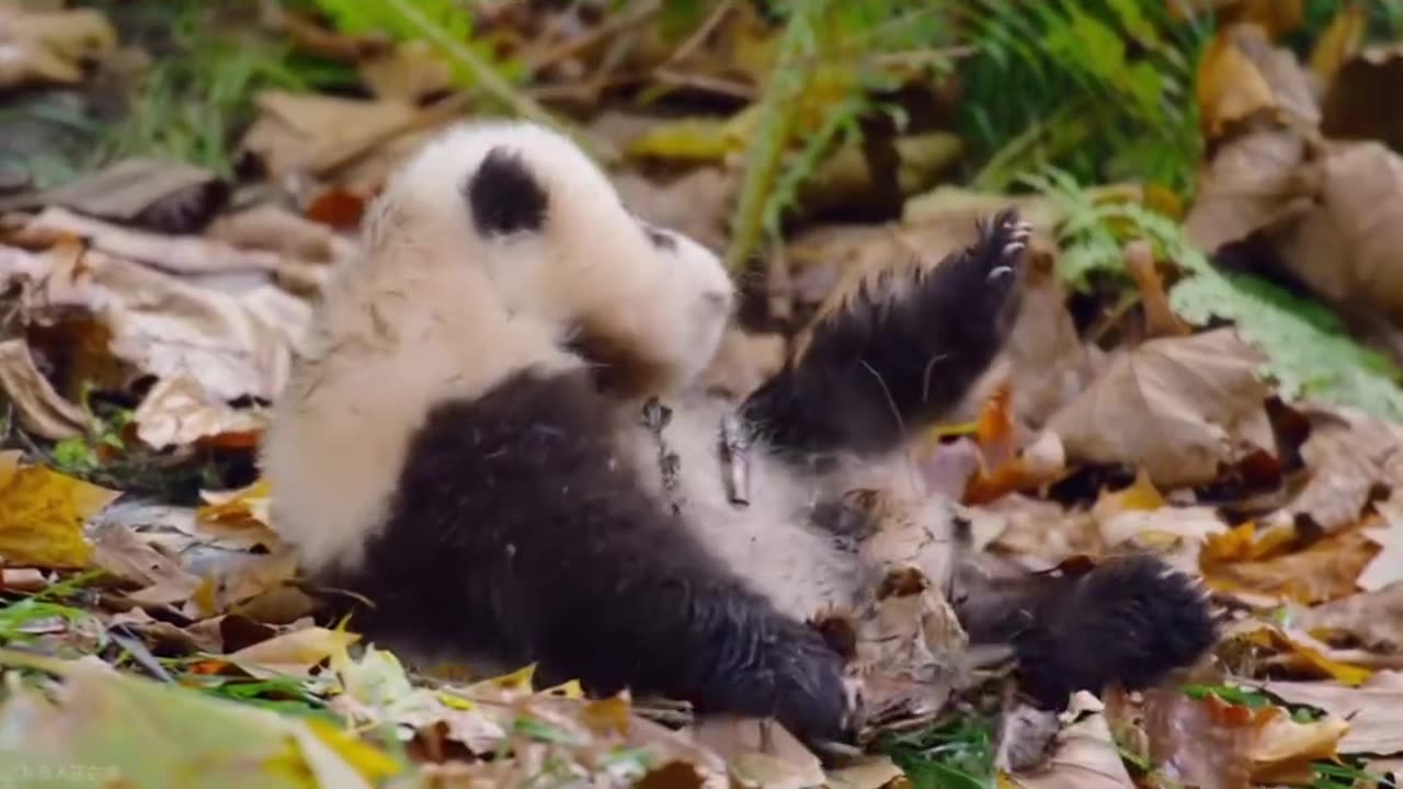 Panda gets attacked by a leaf