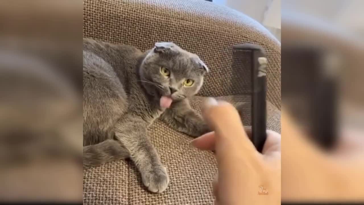 baby cat funny video | funny video