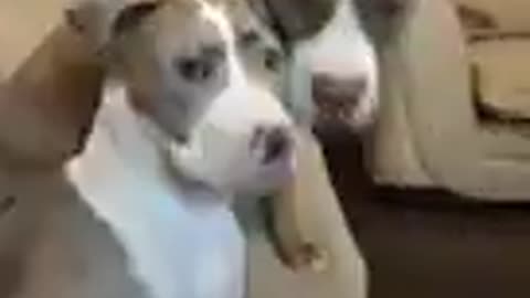 Funny dog videos 2022_ it,s Time to Laugh with dog's life