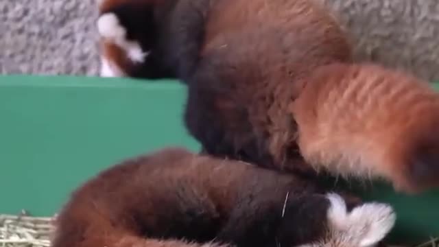 Red panda cubs