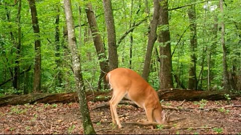 Velvet Whitetail Buck