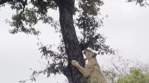 LION FIGHT ON TREE