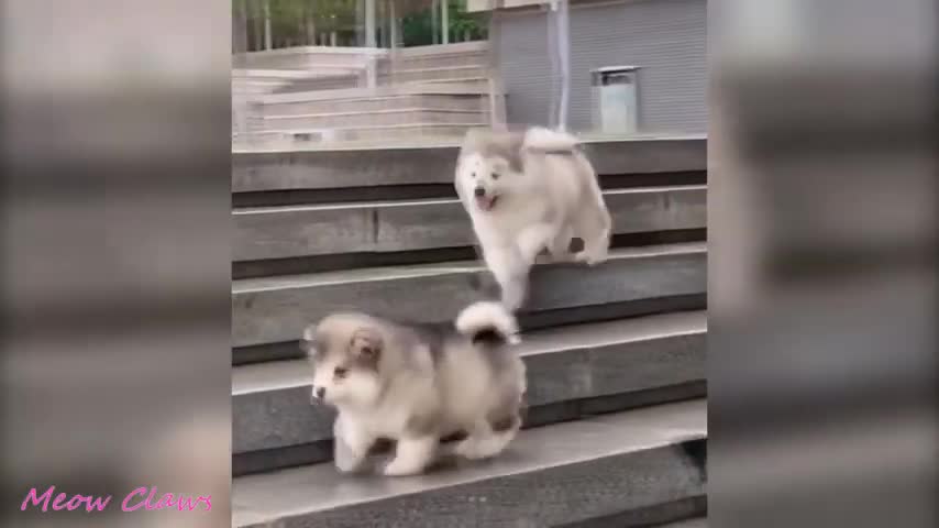 Baby Alaskan Malamute Cutest and Funniest Moments New CompilationTry Not To Laugh.