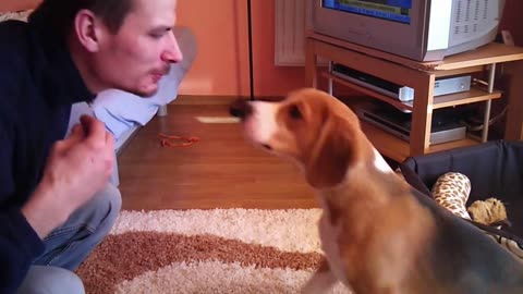 My cute beagle is hungry