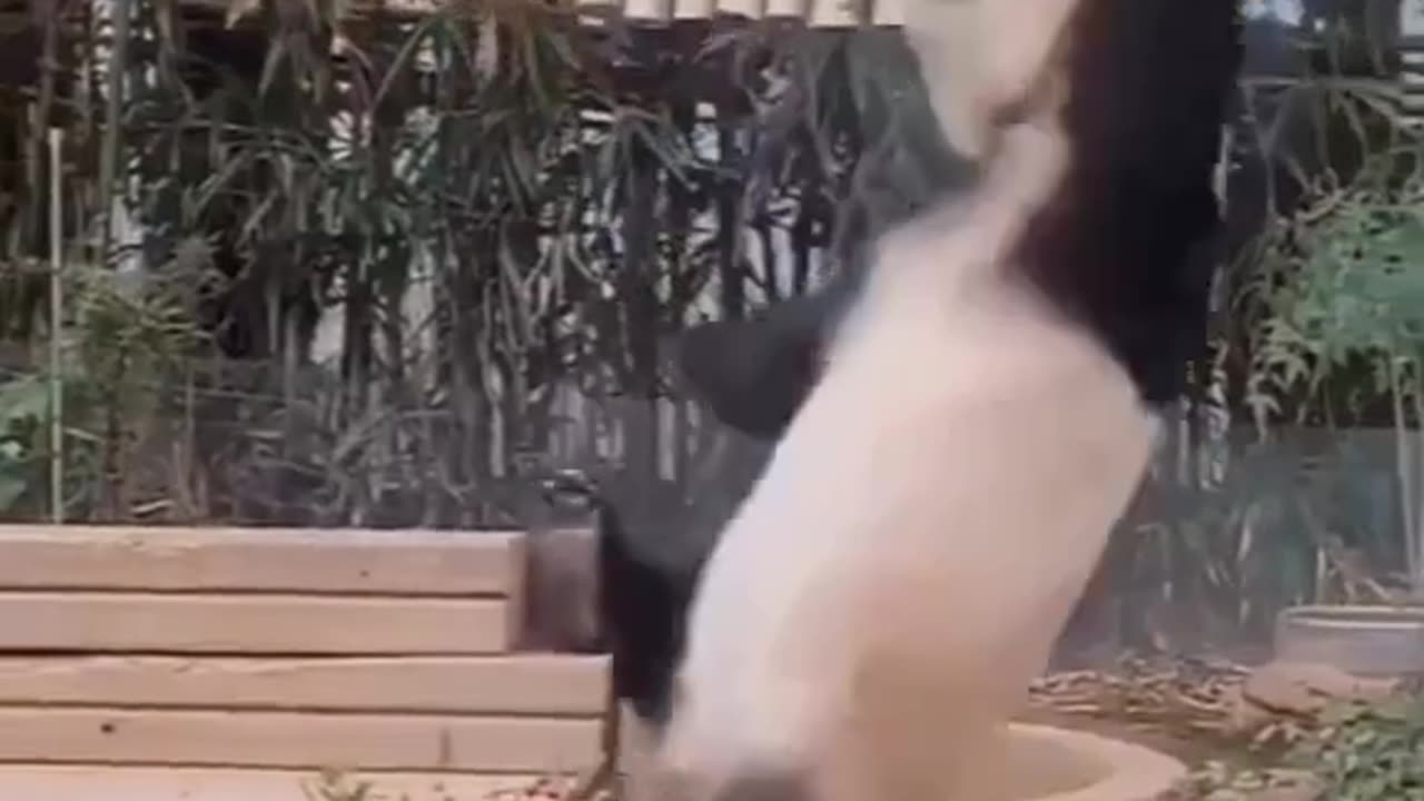 Funny animal 🤣🤣 || Confused Animal video