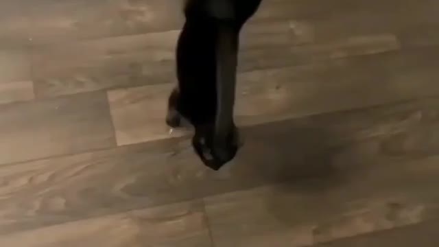 Cat doing stunts standing on two legs