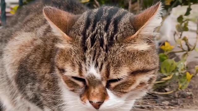 A beautiful cat looking so cute