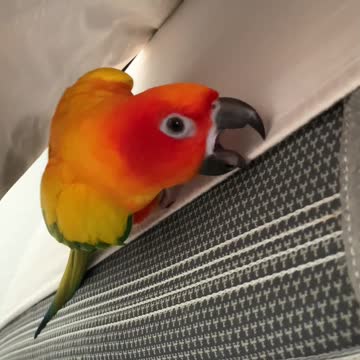 Parrot helps mom make the bed