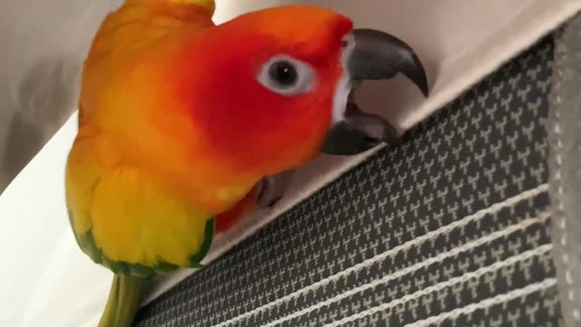 Parrot helps mom make the bed