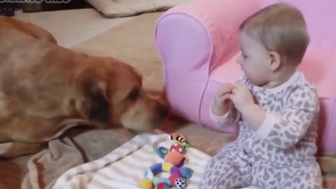 Dog and Babies Playing Together Compilation