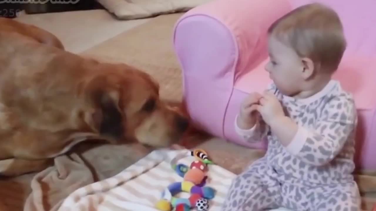 Dog and Babies Playing Together Compilation