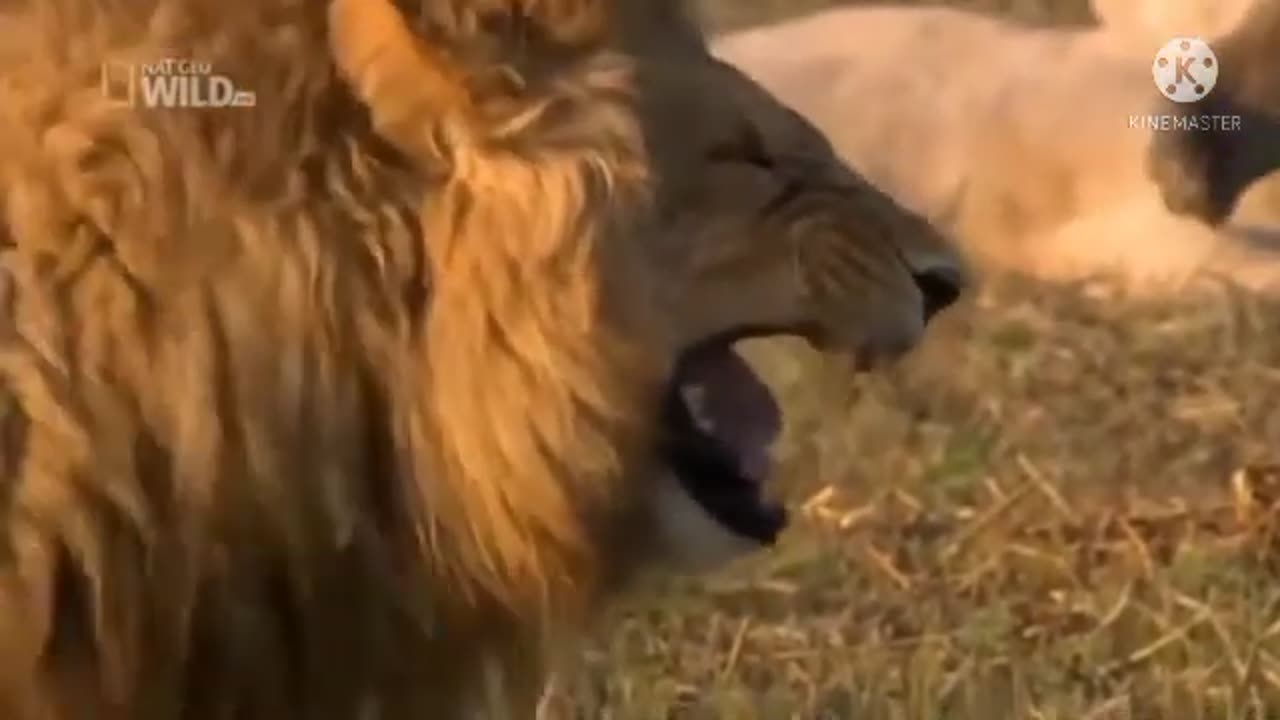 LION LAUGHING ! FUNNY MEME !!!!