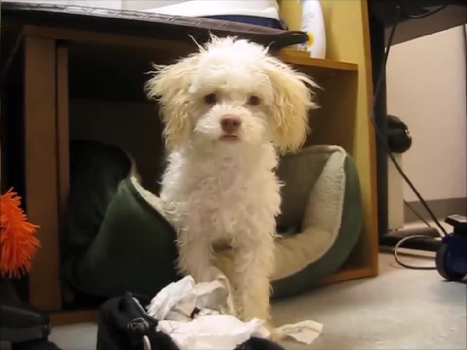 Funny dog gets caught eating toilet Paper and attacks camera
