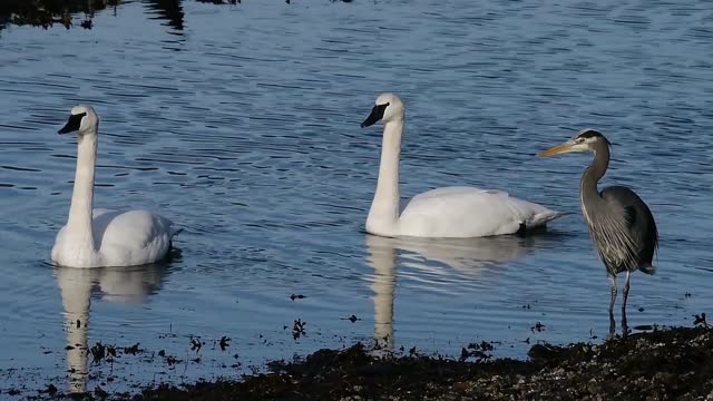 the most beautiful swan you wil see today