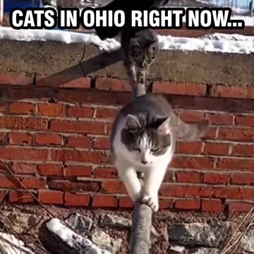 Cats in Ohio Preparing for War