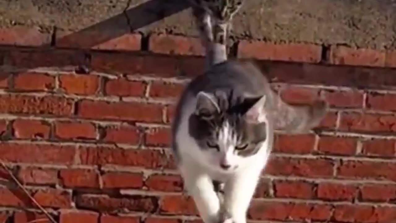 Cats in Ohio Preparing for War