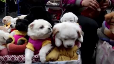 They Sell Puppies in China😌😌😌