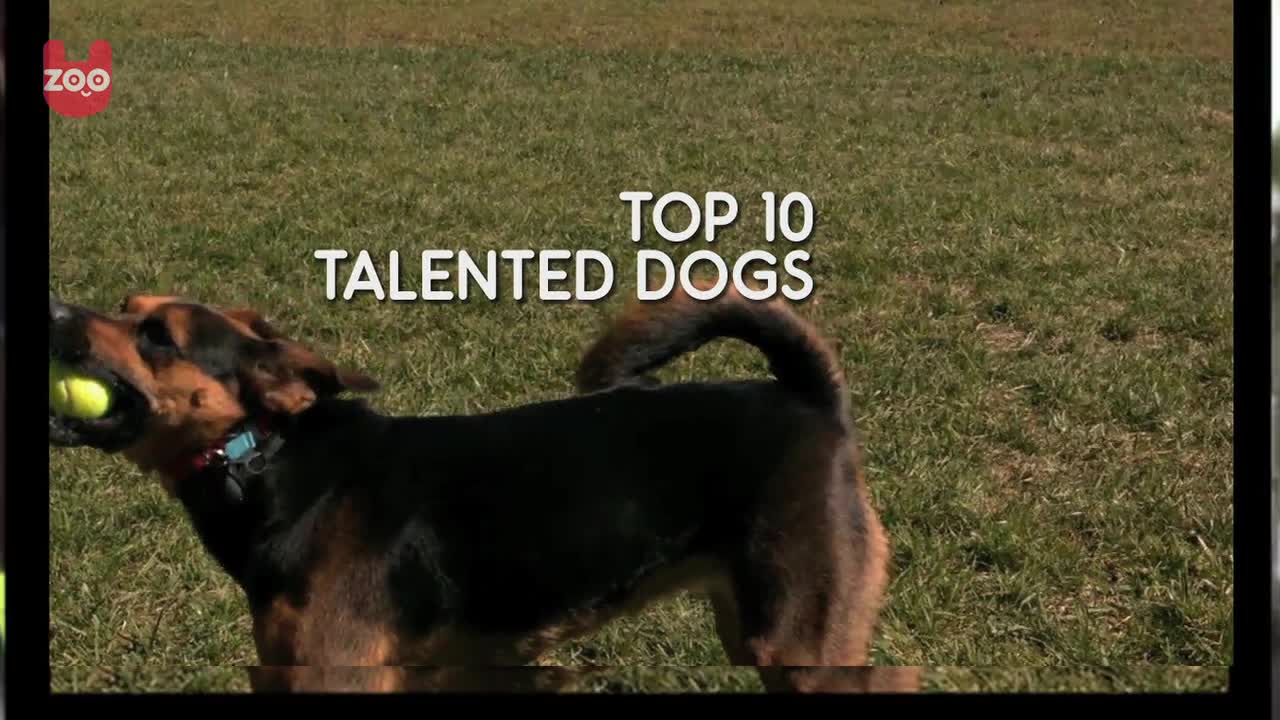 Top 10 Talented Dogs