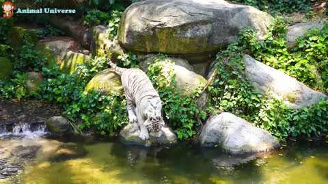 CUTE BABY ANIMALS REACTING TO THEIR SURROUNDINGS🐈🐈🐈