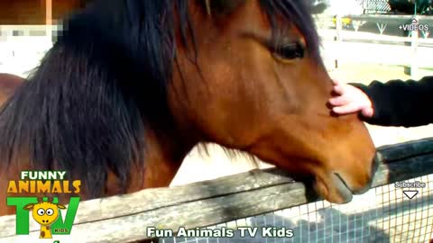 Beutiful brown horse.farm animal video for kids.