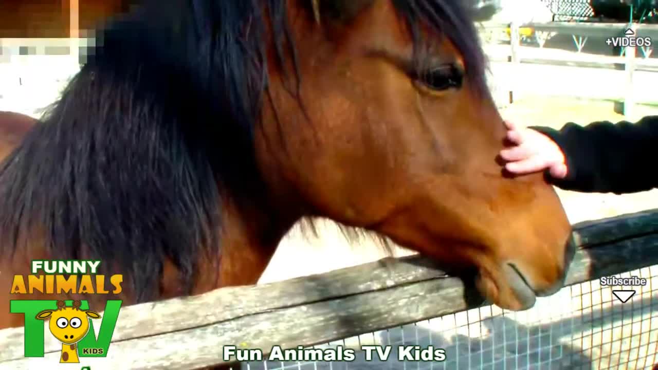 Beutiful brown horse.farm animal video for kids.