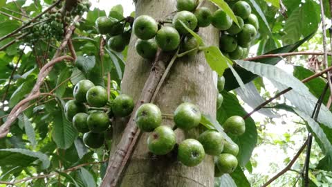 Beautiful wild fruit at the jungle