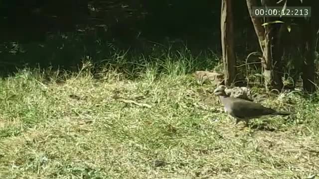 cat hunting innocent bird