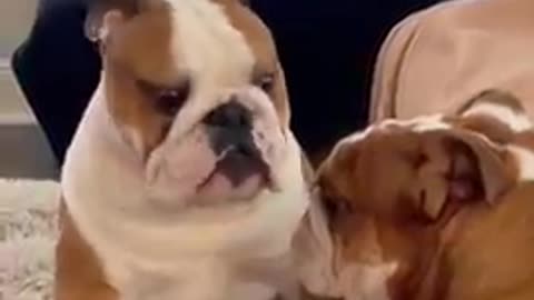 Funny animals video