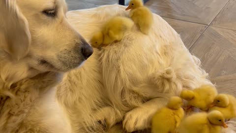 Ducklings Use Dog As a Slide