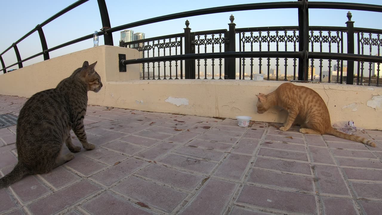 MICHAEL JACKSON & ED SHEERAN - Homeless cats in Ras Al Khaimah, UAE #cat #EdSheeran #MichaelJackson