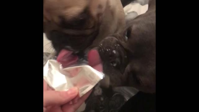 Pug and Bulldog share yogurt lid