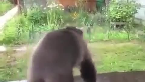 Funny bear dancing