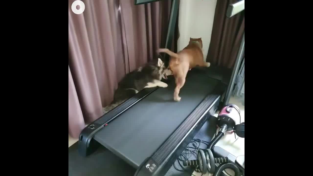 Funny dogs Running in Treadmill #79