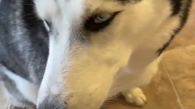 Guilty Husky Tries To Blame Other Dog! #shorts