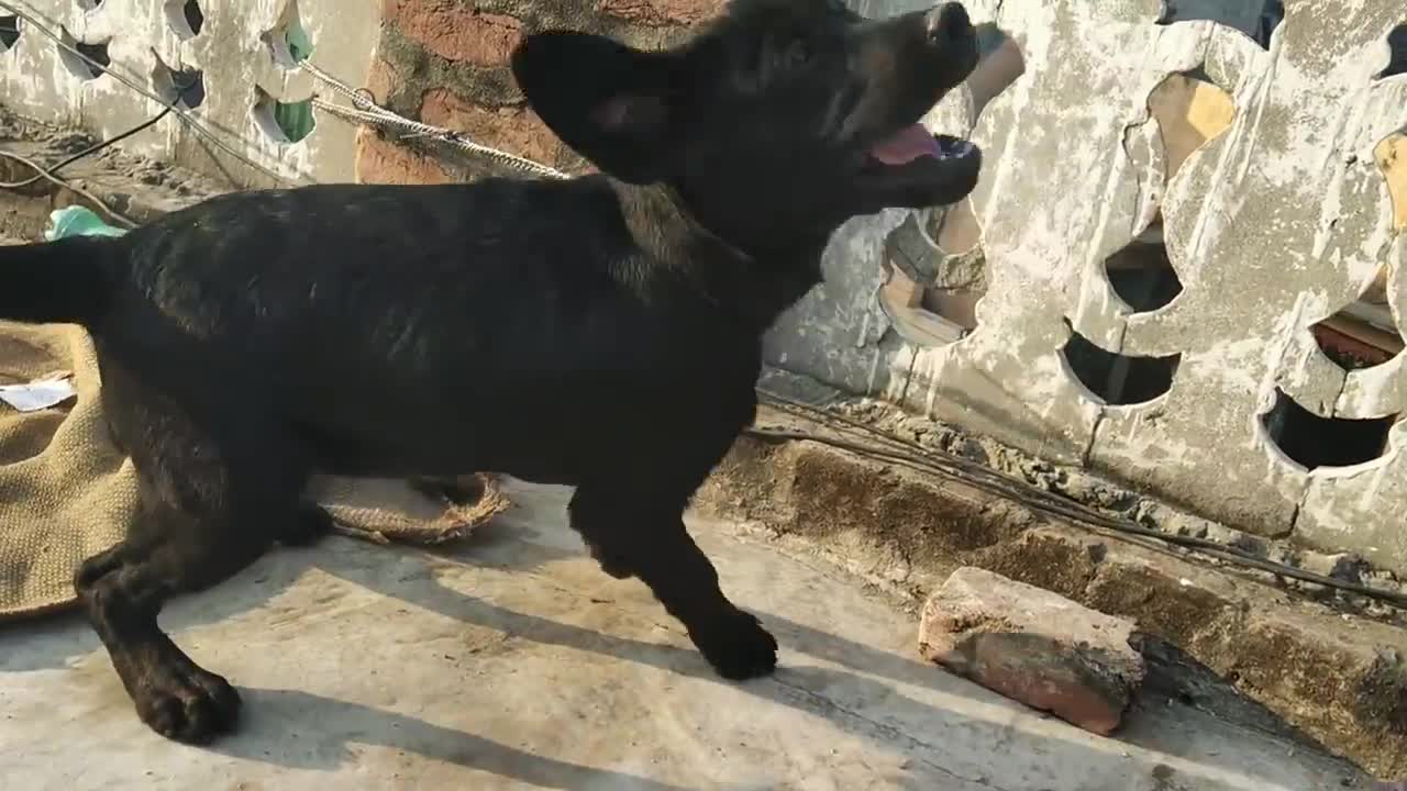 Dog training vedio