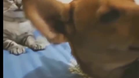 | Naughty Cat compilations😂 | funny cat