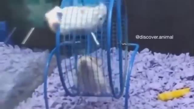 Cute and adorable animals