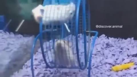 Cute and adorable animals