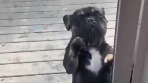 dancing dog