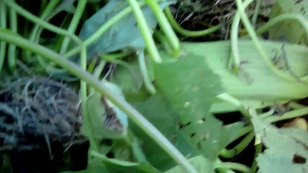 Sweet potato plant makes something weird