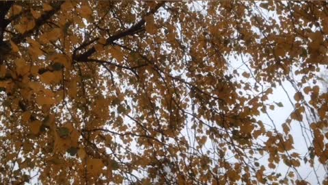 lovely autumn