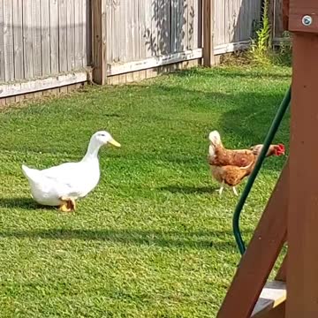 Chickens and a Duck