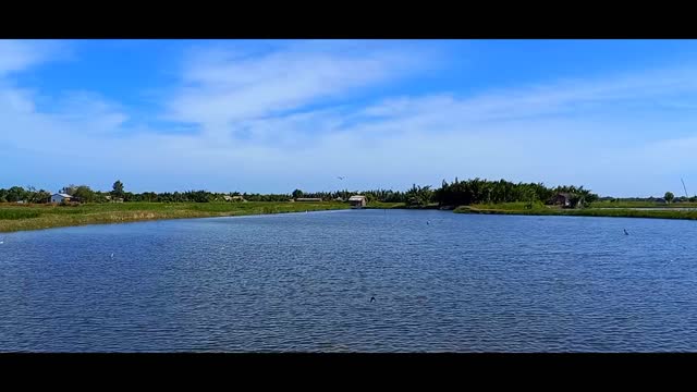 Peaceful scenery, watching birds fly under the water looking for prey