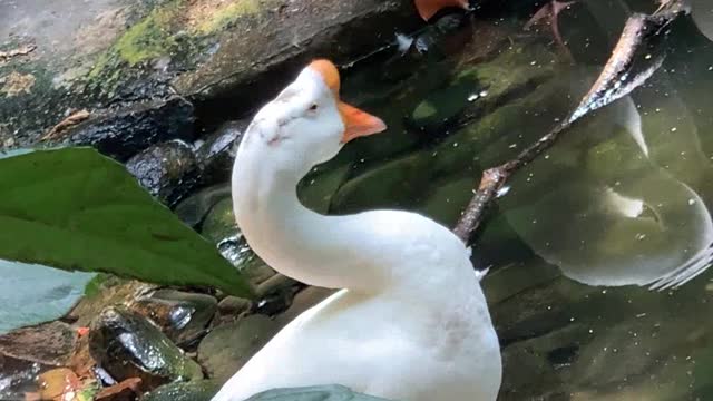 The big white goose's long neck is so proud